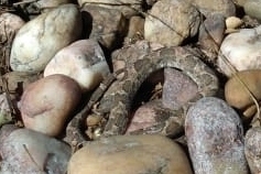 Bothrops erythromelas