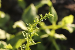 Artemisia japonica