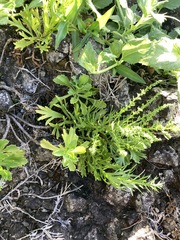 Artemisia japonica