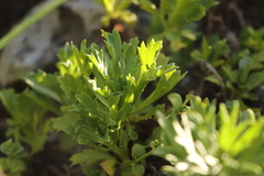 Artemisia japonica