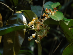 Calophyllum soulattri
