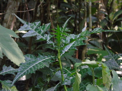 Acanthus montanus