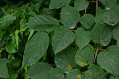 Alangium kurzii