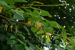 Alangium kurzii