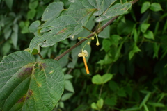 Alangium kurzii