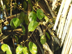 Ficus pertusa