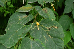 Alangium kurzii