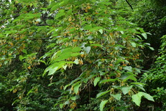 Alangium kurzii