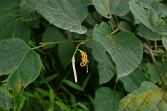 Alangium kurzii