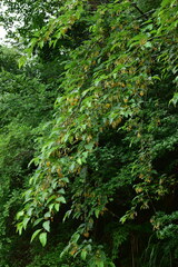 Alangium kurzii