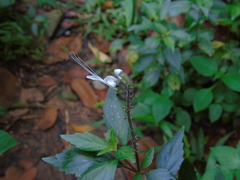 Orthosiphon aristatus