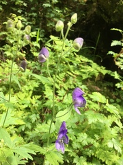 Aconitum noveboracense