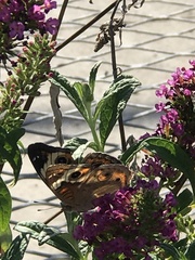 Junonia coenia