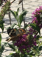 Junonia coenia