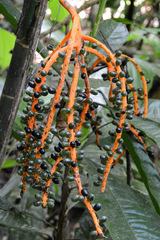Chamaedorea tepejilote