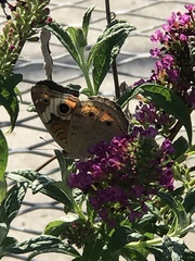Junonia coenia