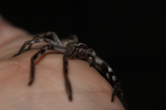 Isopedella victorialis