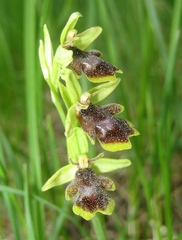 Ophrys insectifera aymoninii