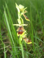 Ophrys insectifera aymoninii
