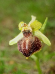 Ophrys sphegodes passionis