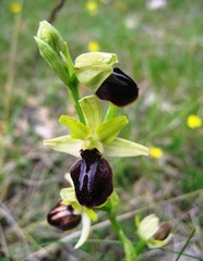 Ophrys sphegodes passionis