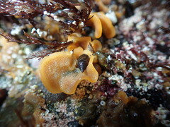 Primavelans insculpta