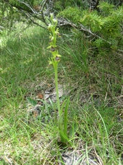Ophrys insectifera aymoninii