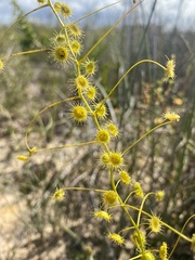 Drosera hirsuta