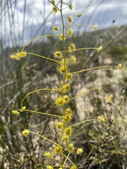 Drosera hirsuta