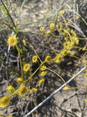 Drosera hirsuta