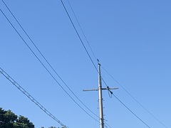 Eurystomus orientalis