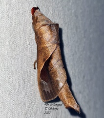 Paralebeda plagifera