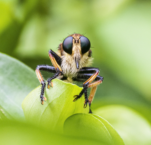Red-footed Cannibal Fly