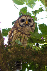 Strix fulvescens