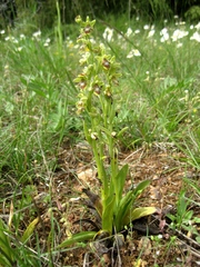 Ophrys insectifera aymoninii