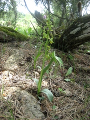 Ophrys insectifera aymoninii