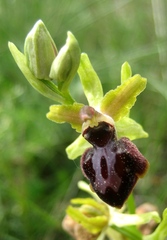 Ophrys sphegodes passionis