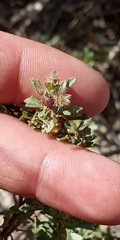 Baccharis flabellata