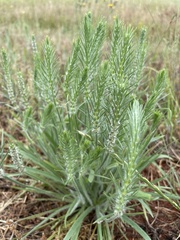 Plantago aristata