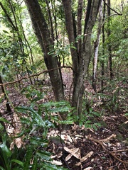 Hicksbeachia pinnatifolia