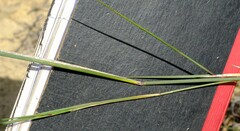 Ehrharta villosa