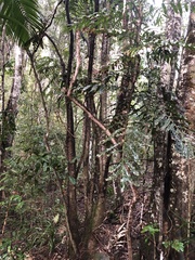 Hicksbeachia pinnatifolia