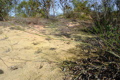Ehrharta villosa
