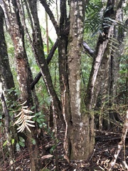 Hicksbeachia pinnatifolia