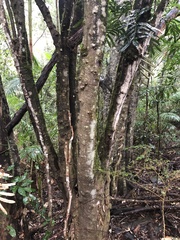 Hicksbeachia pinnatifolia