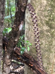 Hicksbeachia pinnatifolia