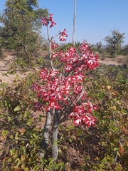 Adenium multiflorum image