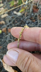 Bufonia parviflora