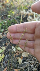 Bufonia parviflora