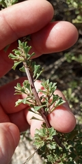 Baccharis flabellata